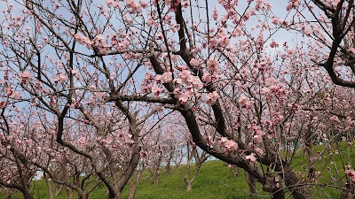 あんずの里運動公園多目的グラウンド