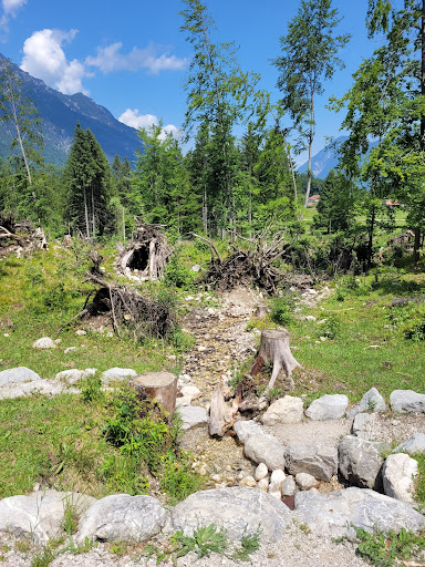 Bären/Der sagenhafte-Bergwald - Thumbnail