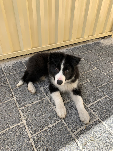 Hammond Park Veterinary Clinic Gallery - Australia