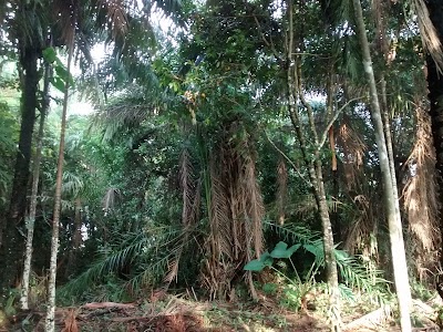 Photos of Finca Las Veraneras