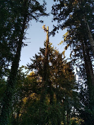 Photo n°13 de Niv'élagage / Votre élagueur pour vos tailles d’arbres, Abattage, Démontage et conseils. à Fontenay-le-Comte (Paysagiste)