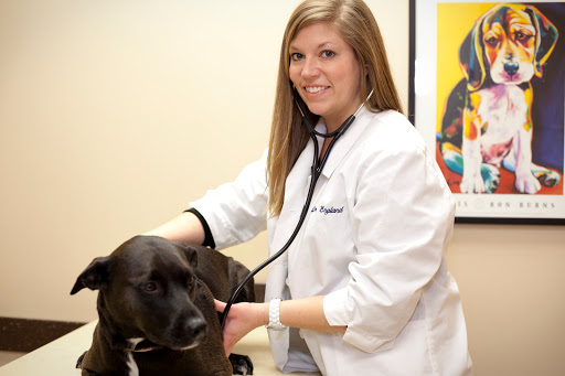 Fort Street Veterinarian