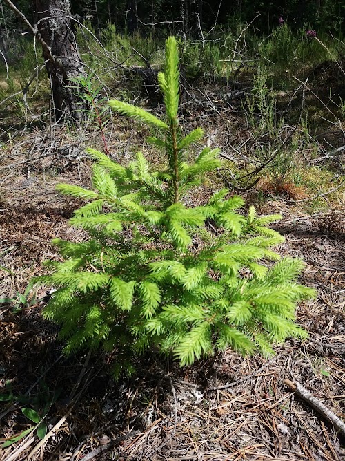 Uuejärve loodusrada