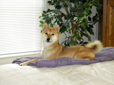 veterinary-care