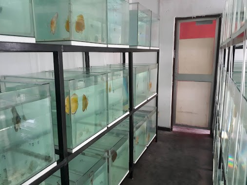 Akvo Discus Farm, Author: Nalin Sinhara