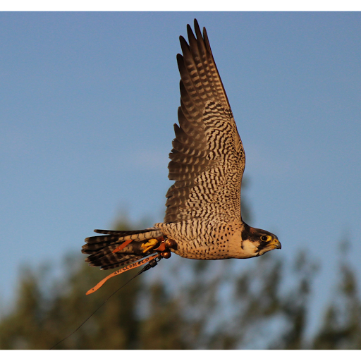 North Devon Falconry - Visual