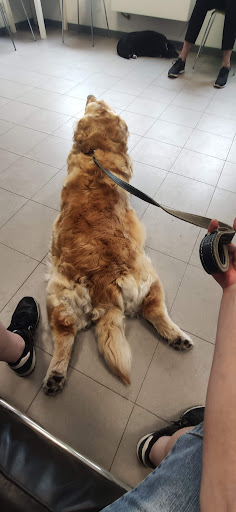 Ambulatorio Veterinario Riccardo Farinatti - Thumbnail