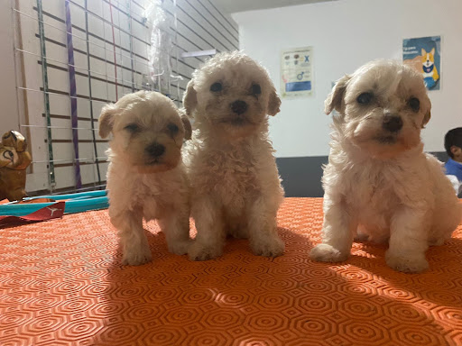 Veterinaria Patita de Perro