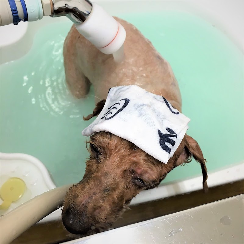 ドッグサロンぴーす (dogsalon Peass)