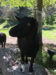 Photo n°77 de Camping Calme et Nature à Castellane - 3 étoiles - Gorges du Verdon à Castellane (Terrain de camping)