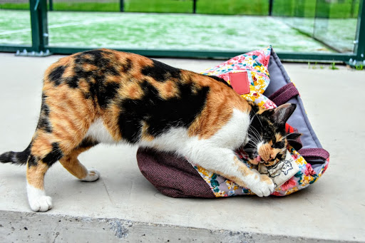 Cat in the baggage - Thumbnail