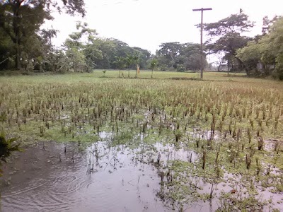 Photos of Mosharaf Bd Pigeon Loft