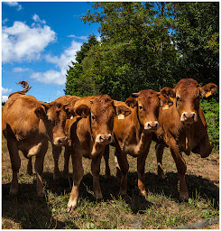 Photo n°24 de Mairie de St Saud à Saint-Saud-Lacoussière (Hôtel de ville)