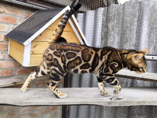 Top Gun Bengals