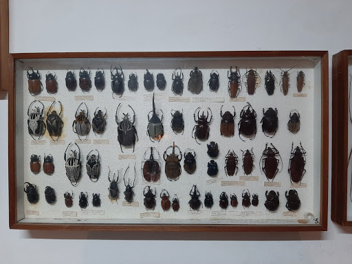 Museo Di Storia Naturale "Bios Taras" - Thumbnail