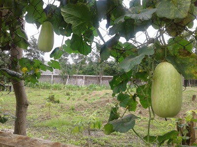 Photos of HUTAN KOTA SUKAPURA