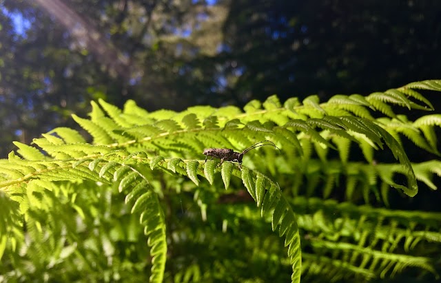 Redwood Forest