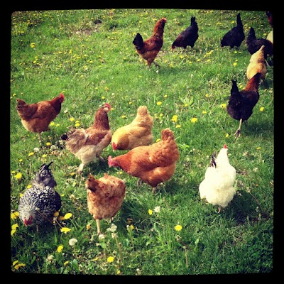 The Farm Store at Big Mamou Organic Farm