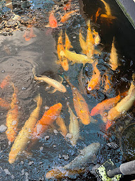 Photo n°14 de Ferme Aquaponique de l'Abbaye à Chaumousey (Maraîcher)