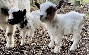 Photo n°8 de Gite les étangs de la Barette à Corbie (Zoo)
