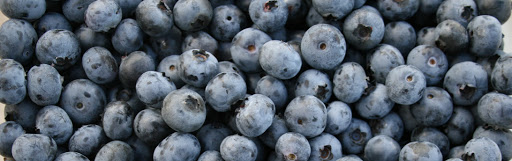 Blueberry Country - Thumbnail