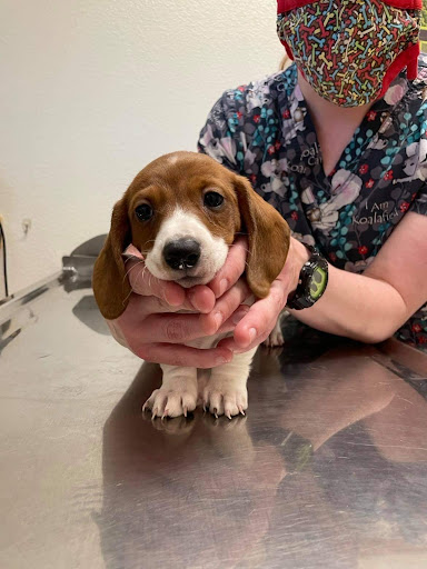 Willits Animal Hospital - Thumbnail
