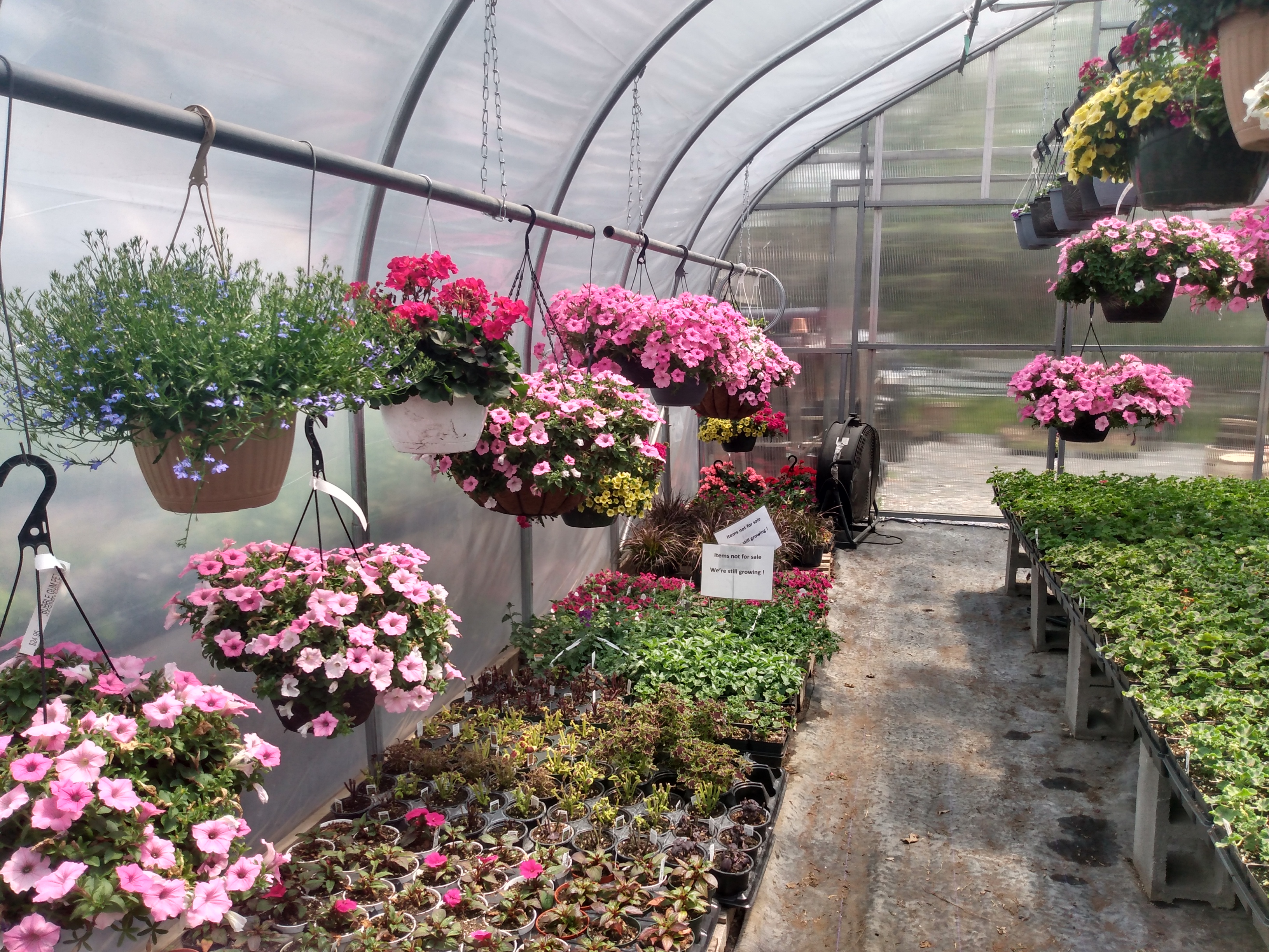 Klenzing's Garden center