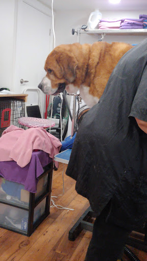 Wiskers & Waggs Pet Store - Thumbnail