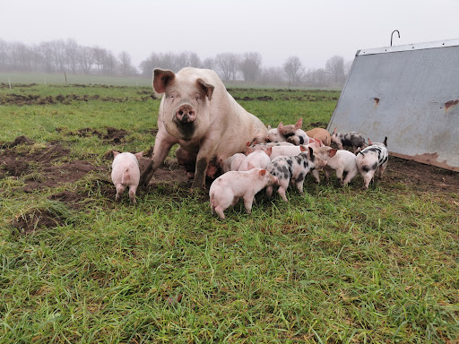 Freilandschweine