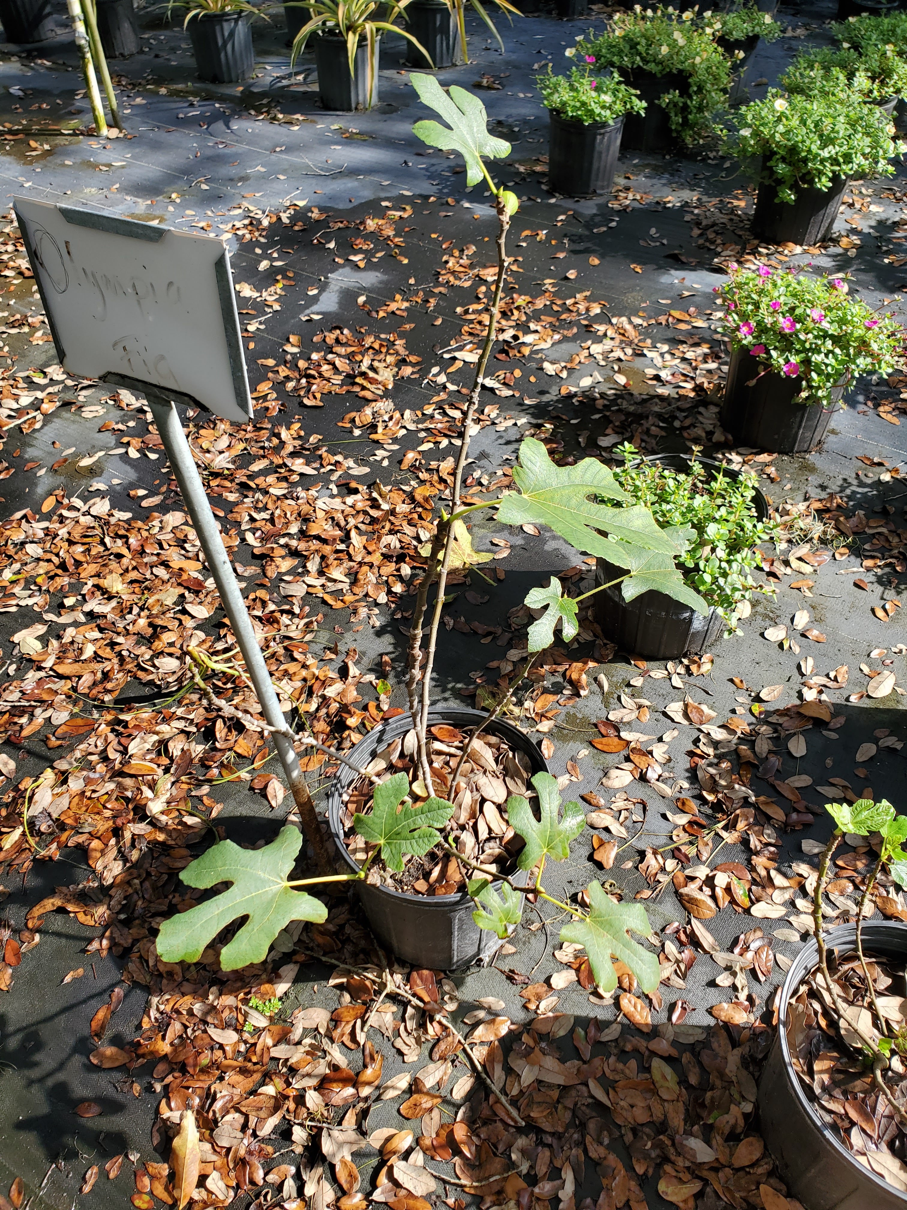 Deep South Nurseries