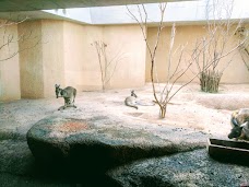 Zoo Basel quetta