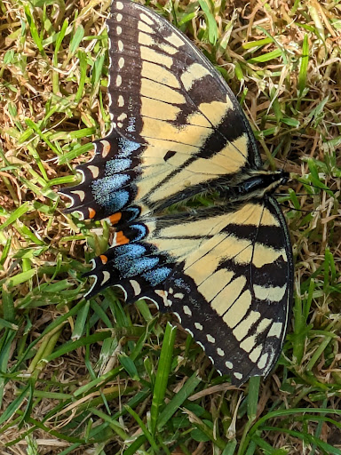 2 Bees Campground - Visual