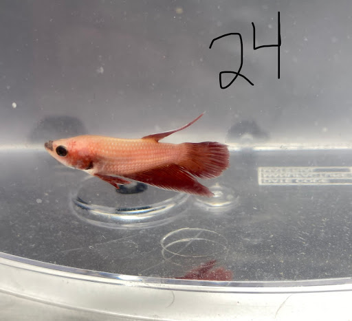 Betta N Beyond - Visual