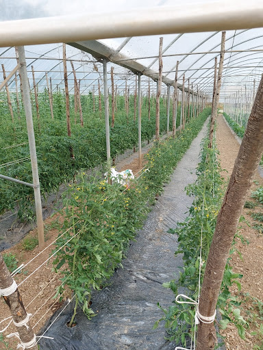 AZIENDA AGRICOLA MANCUSO PRODOTTI TIPICI OLIO VINI SALUMI - Thumbnail