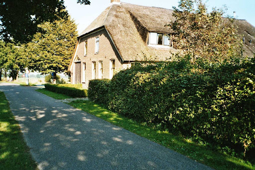 De Paardeblom
