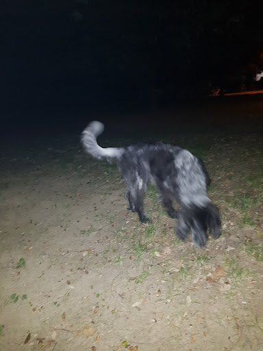 Area Sgambamento Cani San Pancrazio
