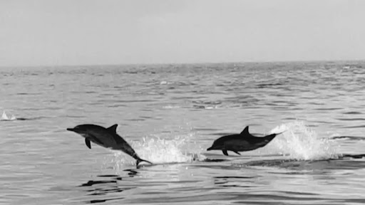 Channel Islands Marine Safari Adventures
