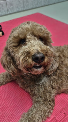 Veterinarska rehabilitacija Cellula