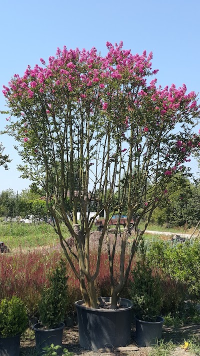 Green Park Fidancılık .Etem Yılmaz