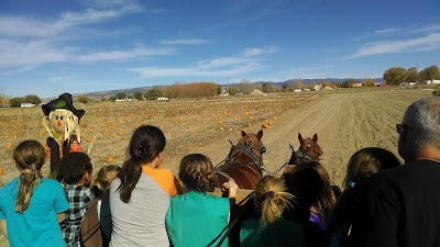 Corn Maze