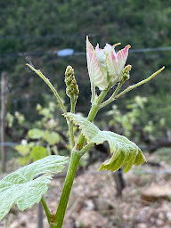 Photo n°6 de Tirsev à Marcigny (Clinique vétérinaire)