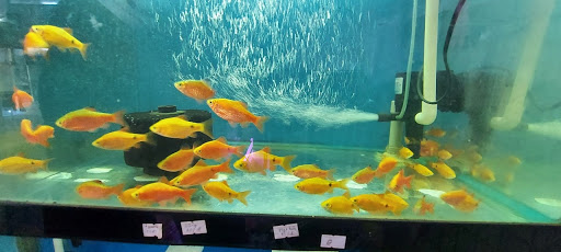 Cửa