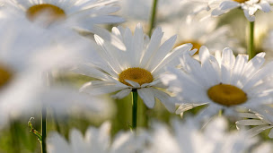 Photo n°1 de Mickael Heuacker à Colmar (Psychothérapeute)