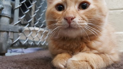 The Animal Care Shelter for Kent County