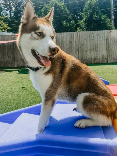 The Ark Pet Spa & Hotel - Red Bank - Thumbnail