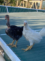 Photo n°2 de Poules and Coqs à Draguignan (Élevage de volailles)