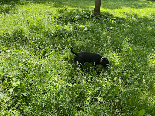 Dog Area - Pellerina