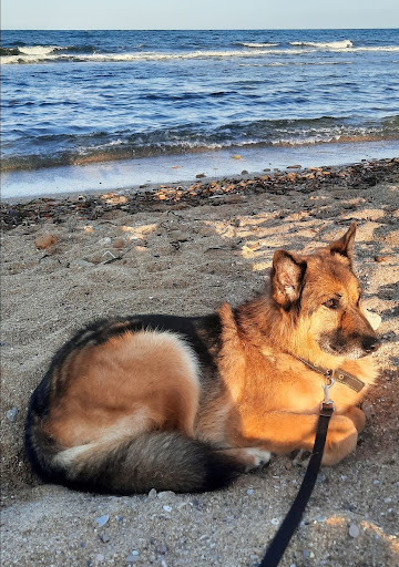 Woolapet - Thumbnail