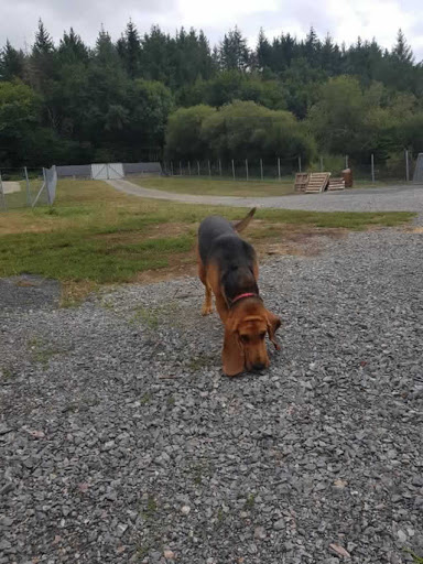 Photo de Yakari Services Animaux à Saint-Brice-sur-Vienne (87200)
