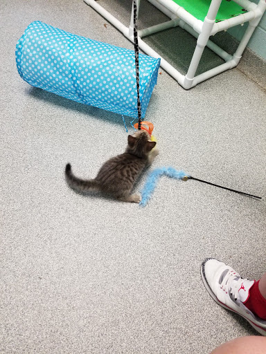 Lincoln County Animal Services - Thumbnail